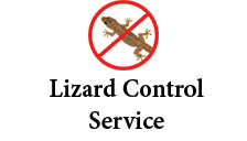 Lizard control service