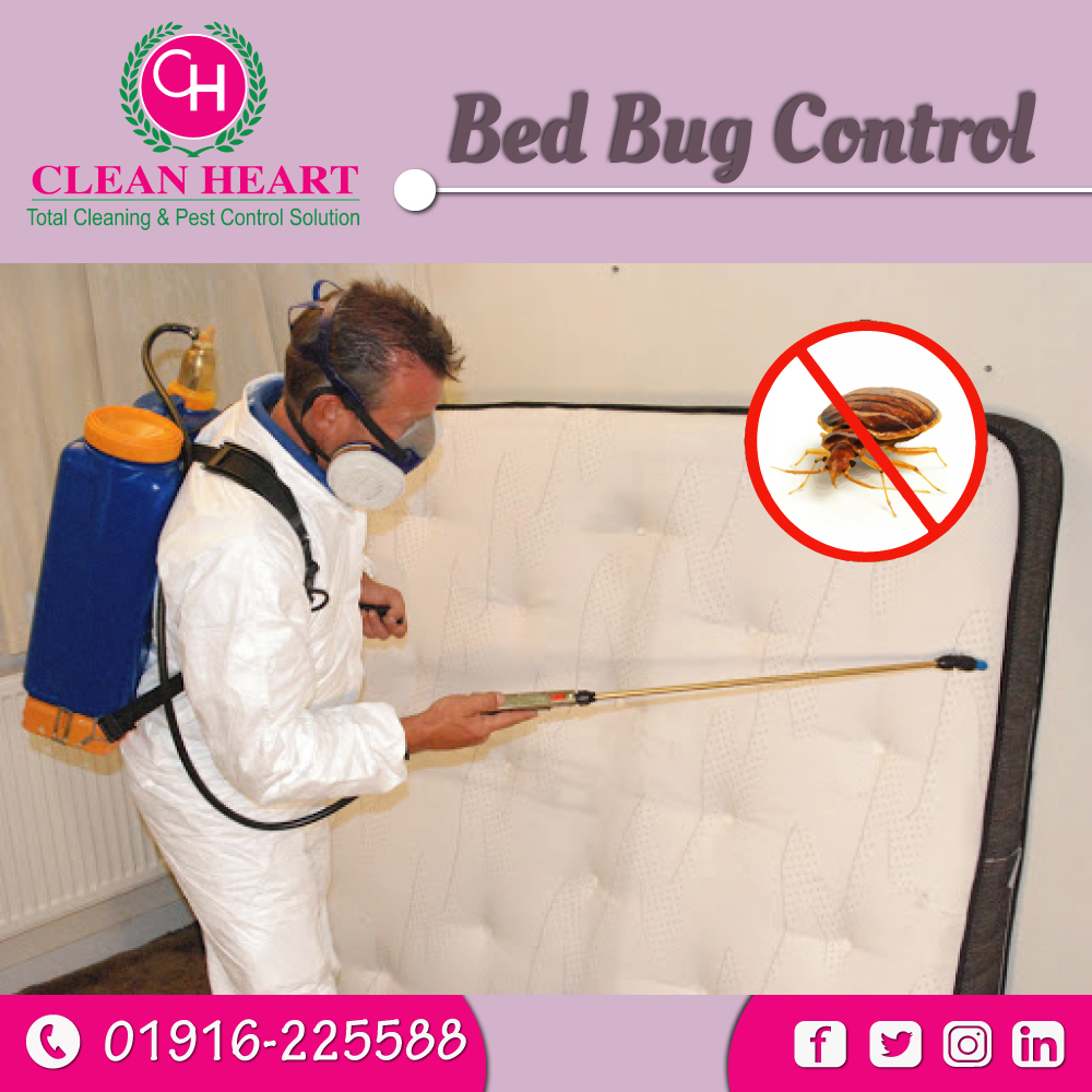 Bedbugs control service company