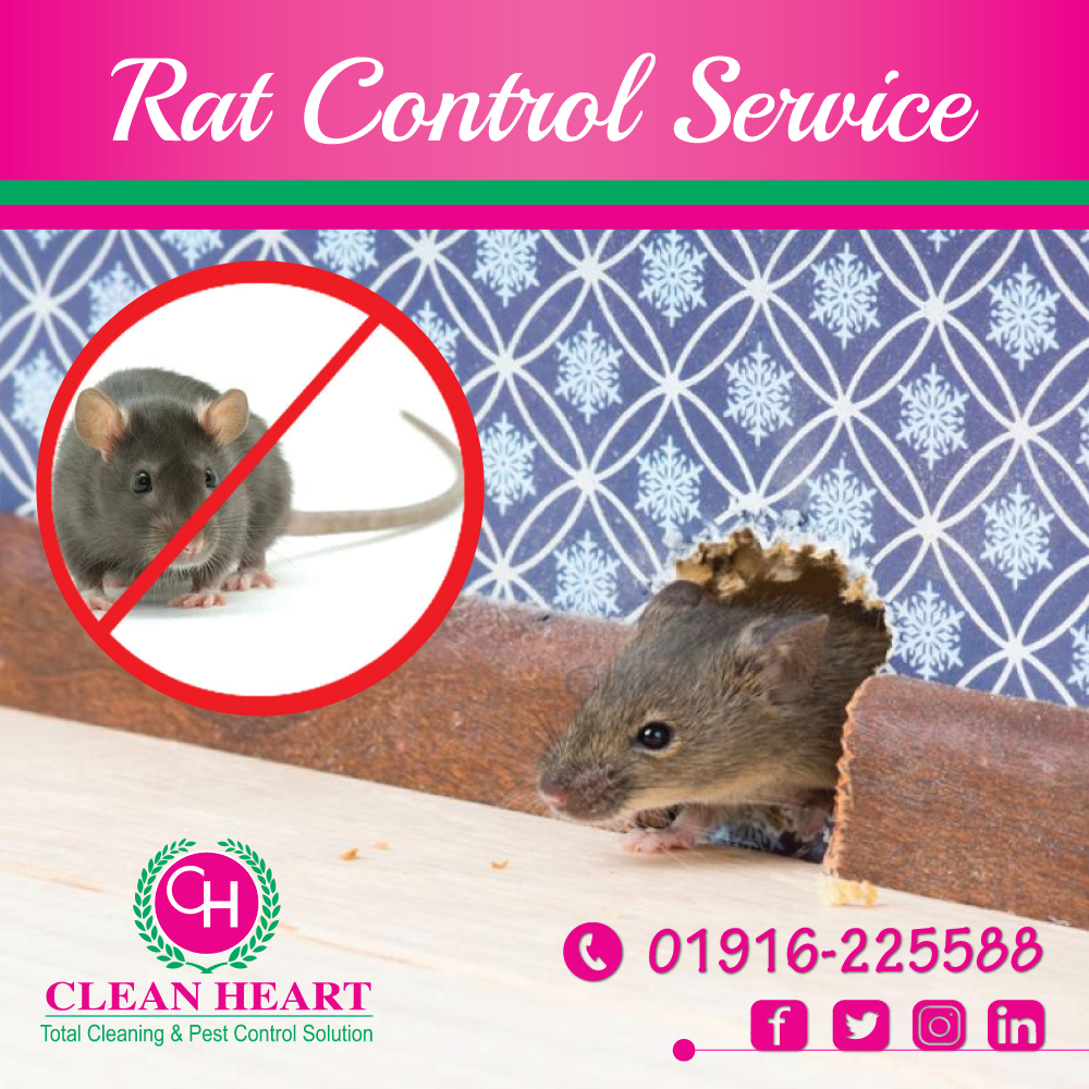 Rat control service